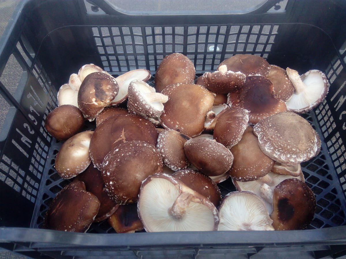 Ciuperci Shiitake