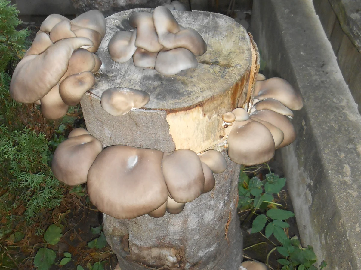 Ciuperci pleurotus pe butuci de fag