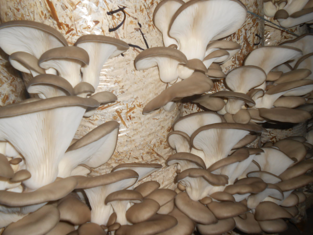 Ciuperci Pleurotus proaspat