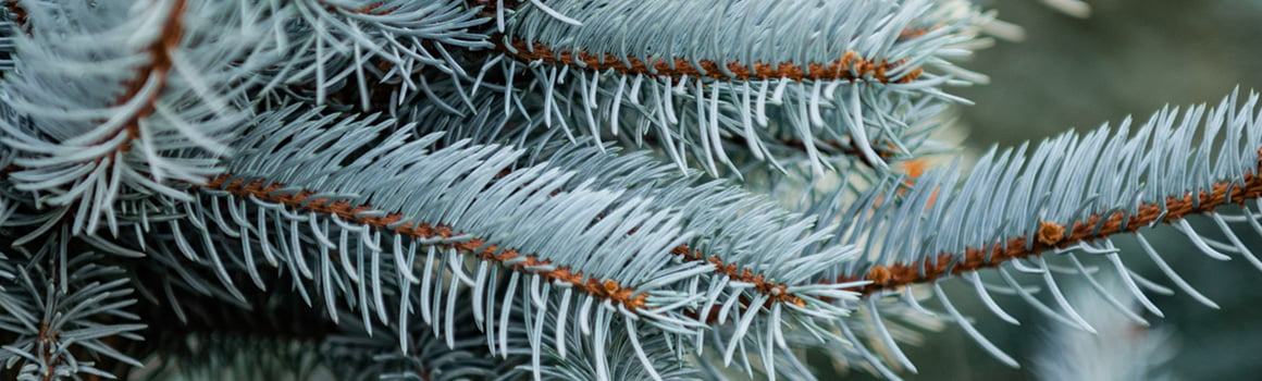 Brad argintiu (Picea Pungens f. Glauca)