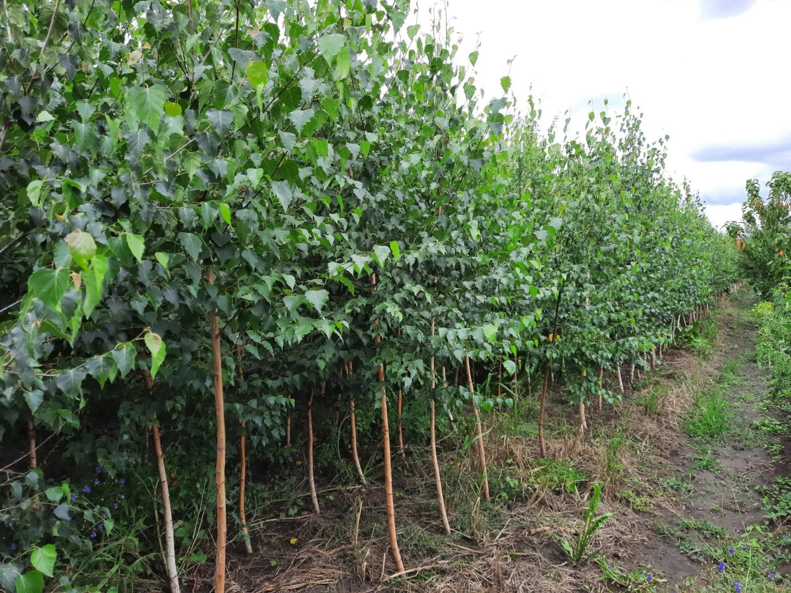 Mesteacăn (Betula Pendula)