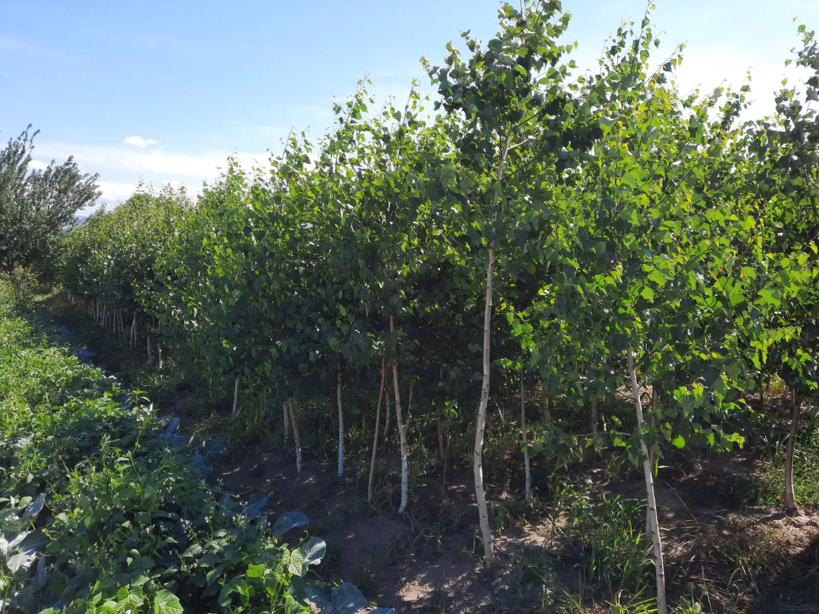 Mesteacăn (Betula Pendula)