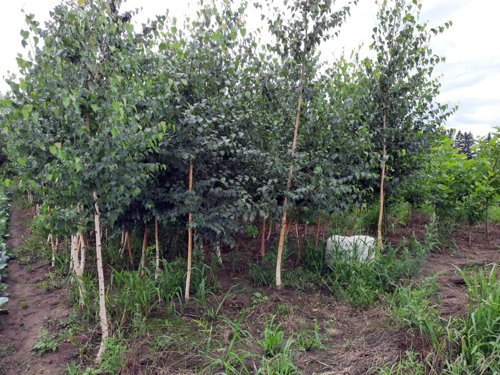 Mesteacăn (Betula Pendula)