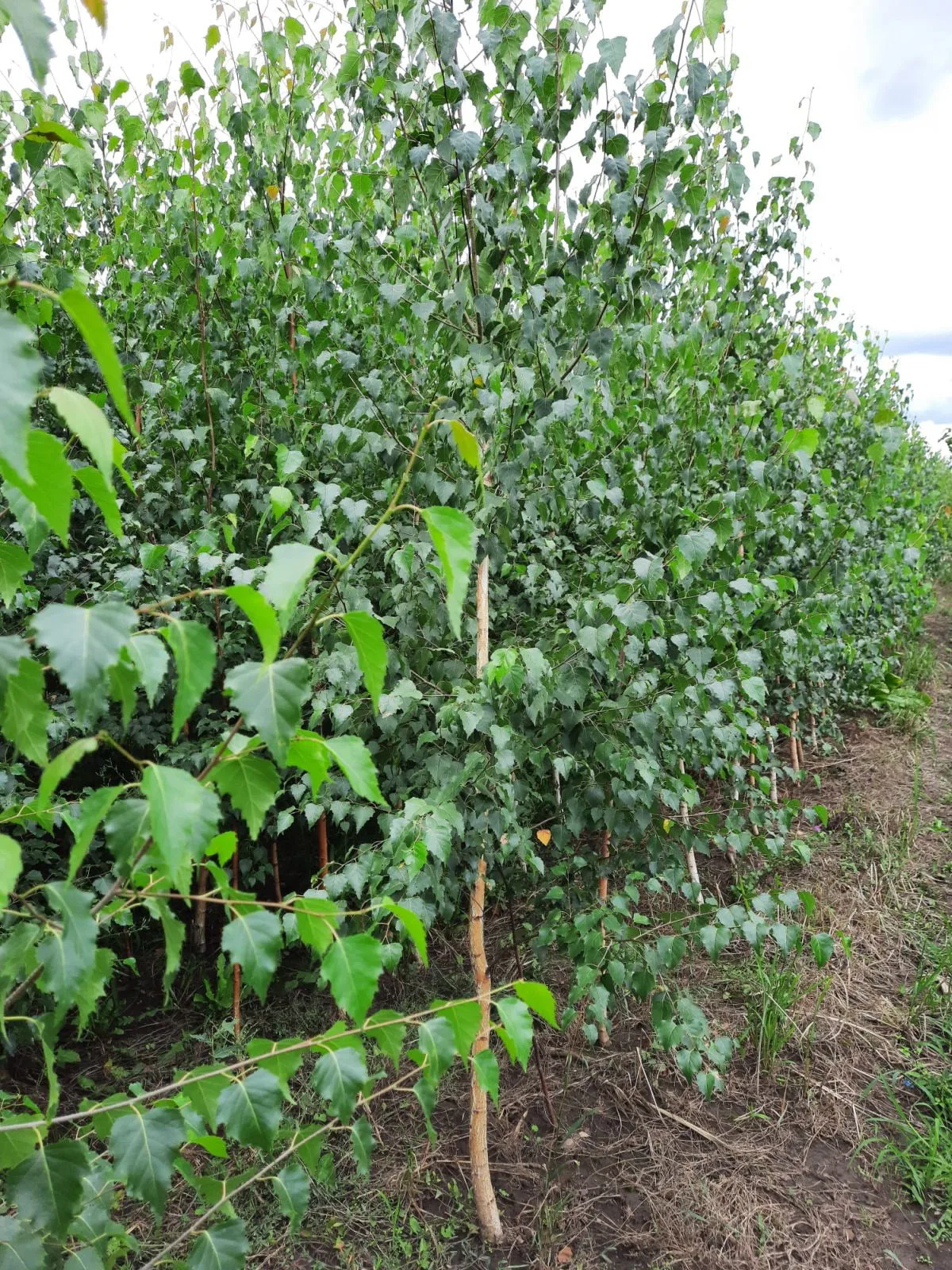 Mesteacăn (Betula Pendula)