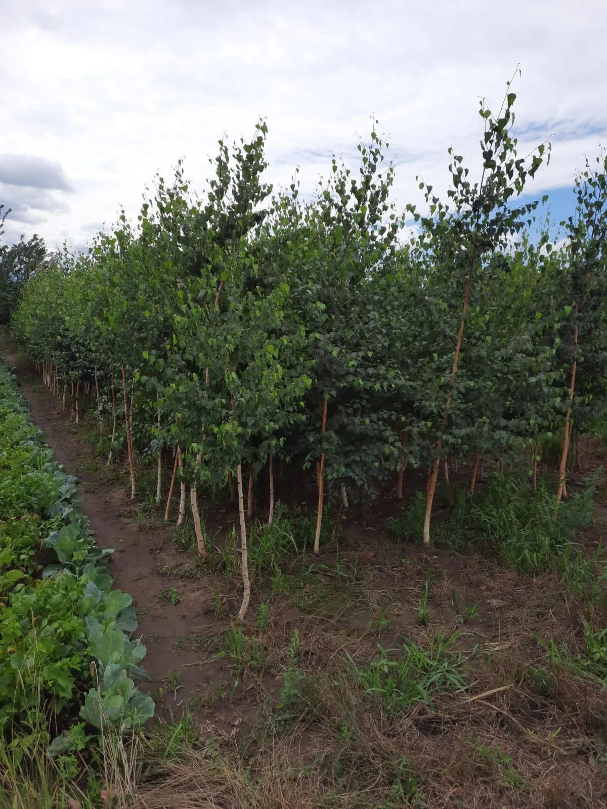 Mesteacăn (Betula Pendula)