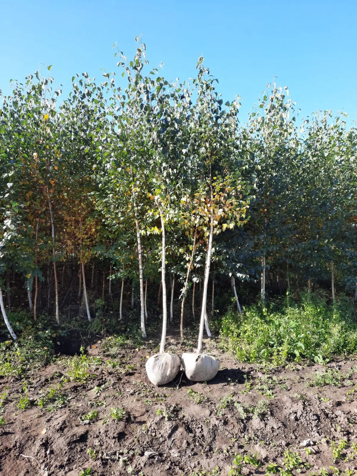 Mesteacăn (Betula Pendula)