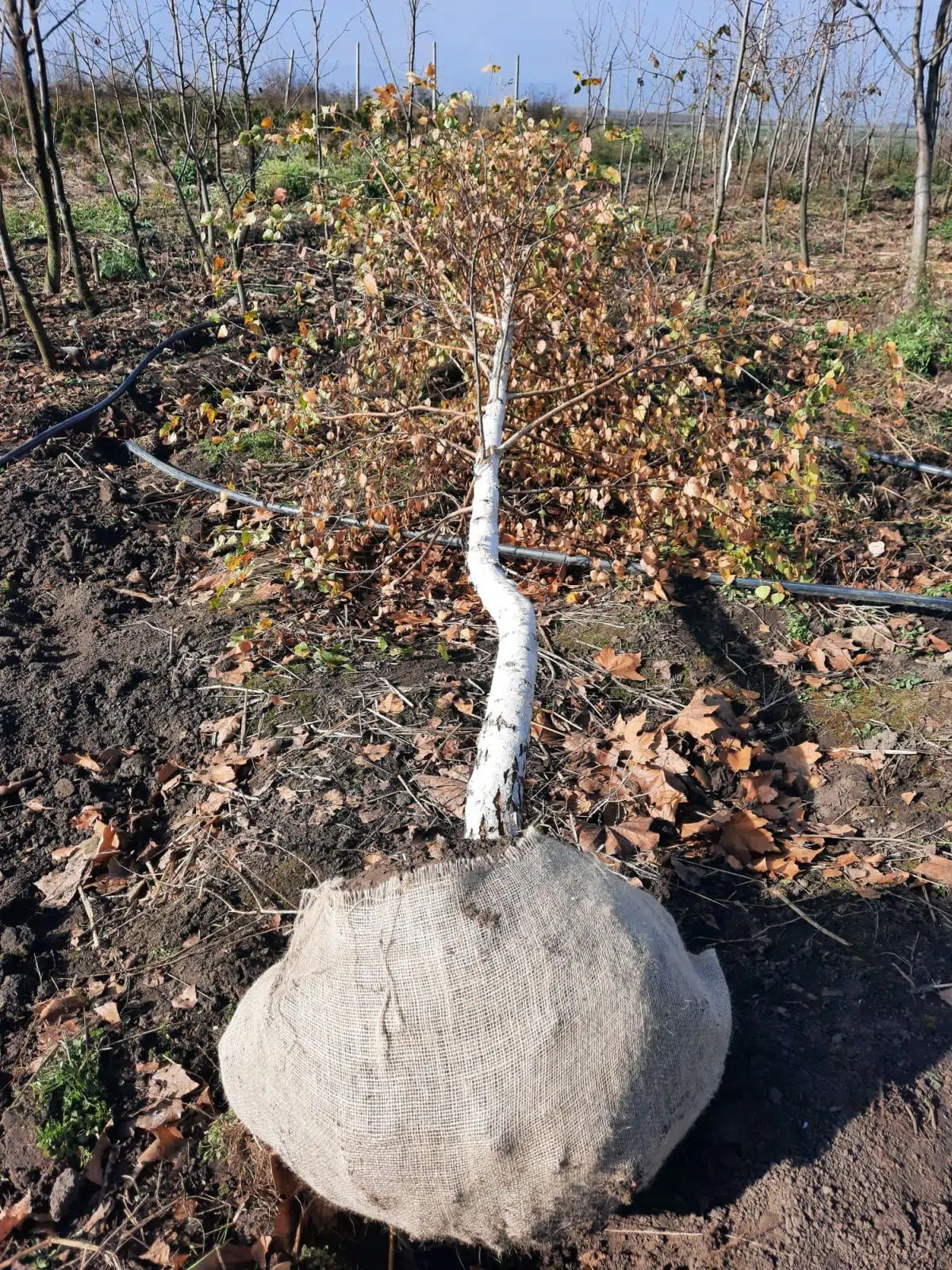 Mesteacăn (Betula Pendula)