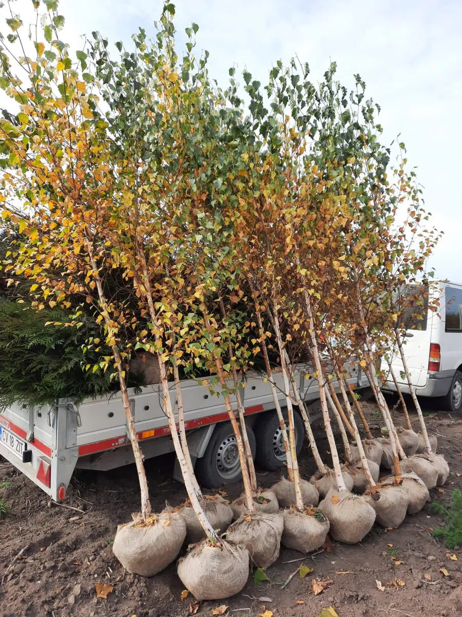 Mesteacăn (Betula Pendula)