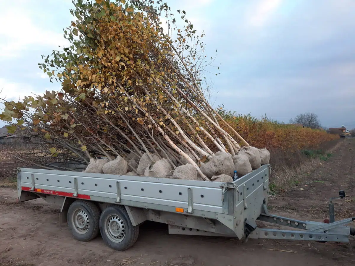 Mesteacăn (Betula Pendula)