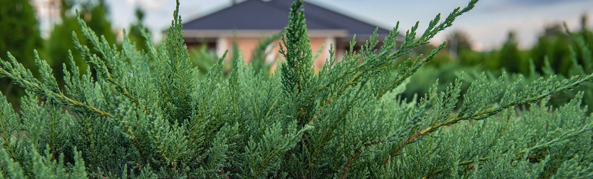 Ienupăr tărător (Juniperus Procumbens)
