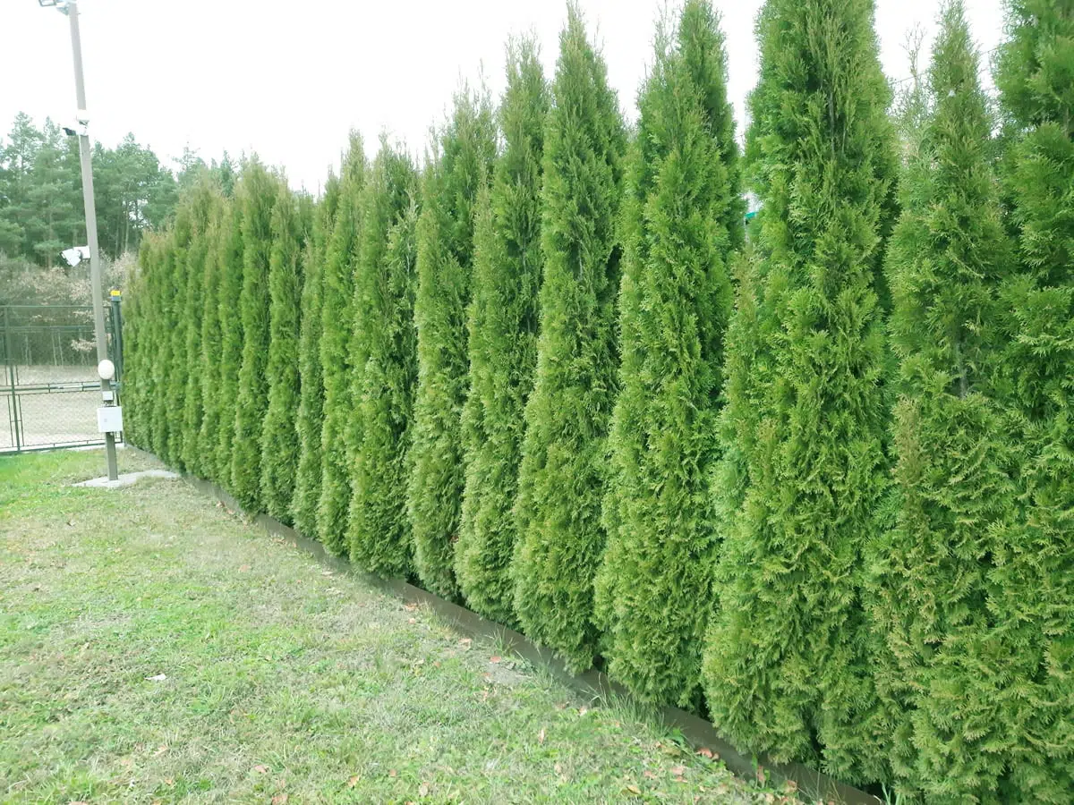 Plante GreenFarm la clienti