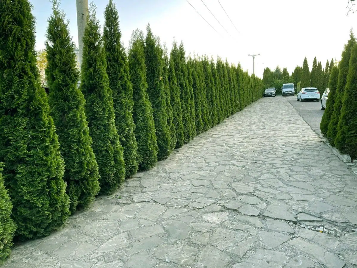 Plante GreenFarm la clienti