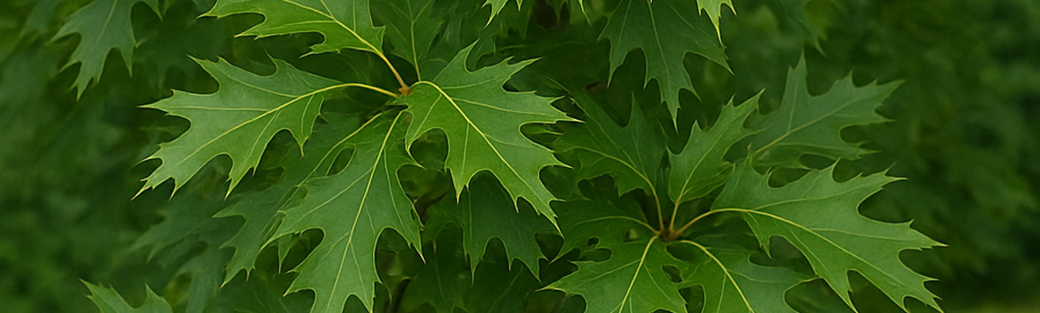 Vörös Tölgy (Quercus rubra)