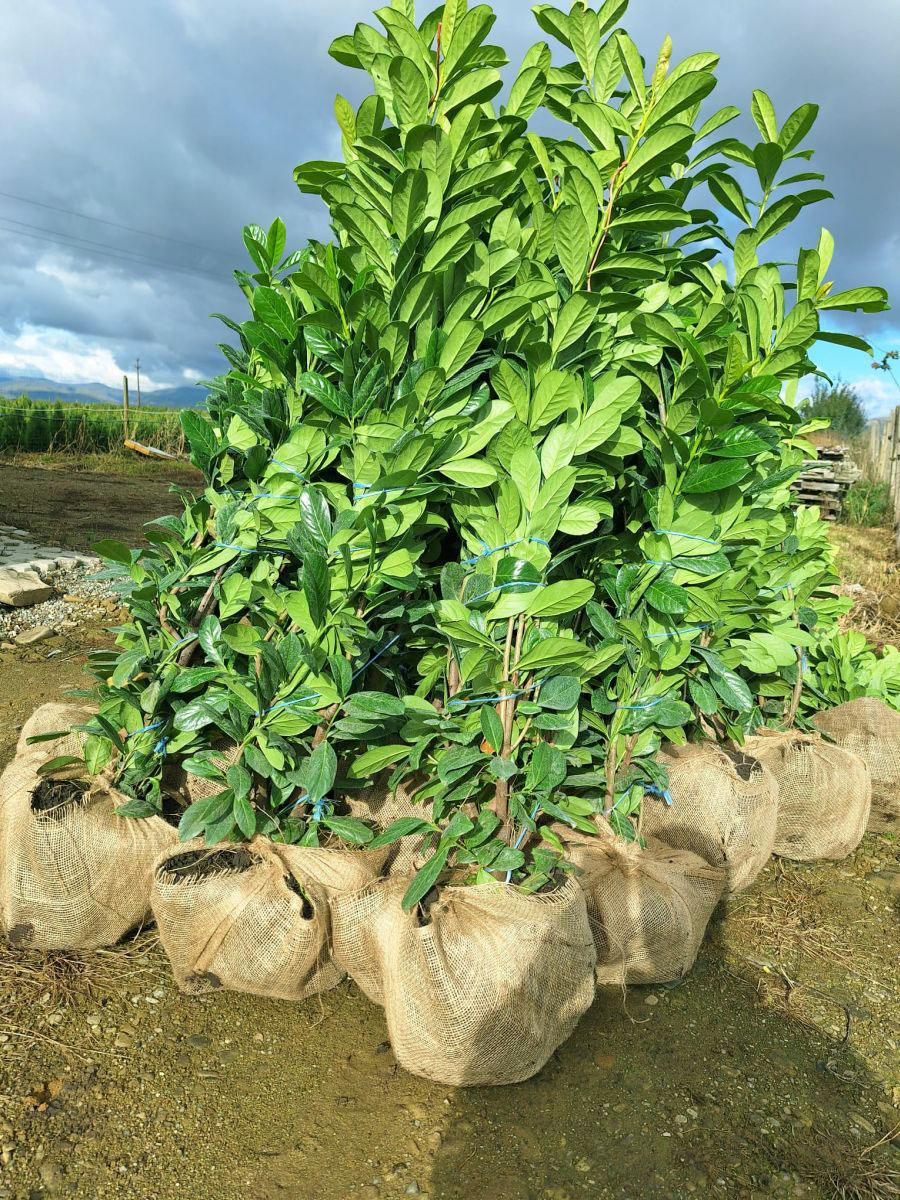 Laur englezesc (Prunus Laurocerasus Novita)