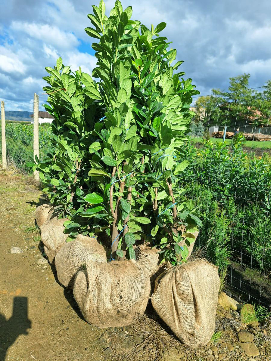 Laur englezesc (Prunus Laurocerasus Novita)