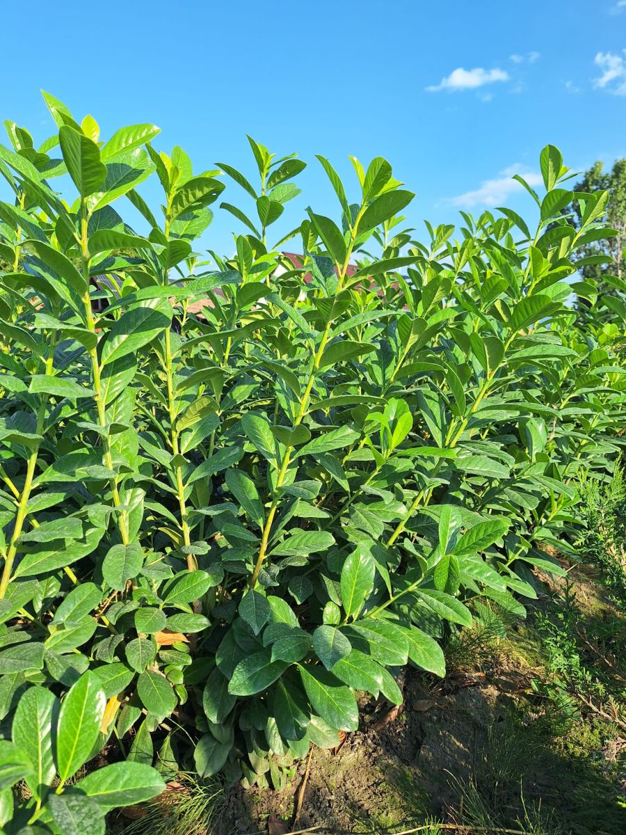 Laur englezesc (Prunus Laurocerasus Novita)