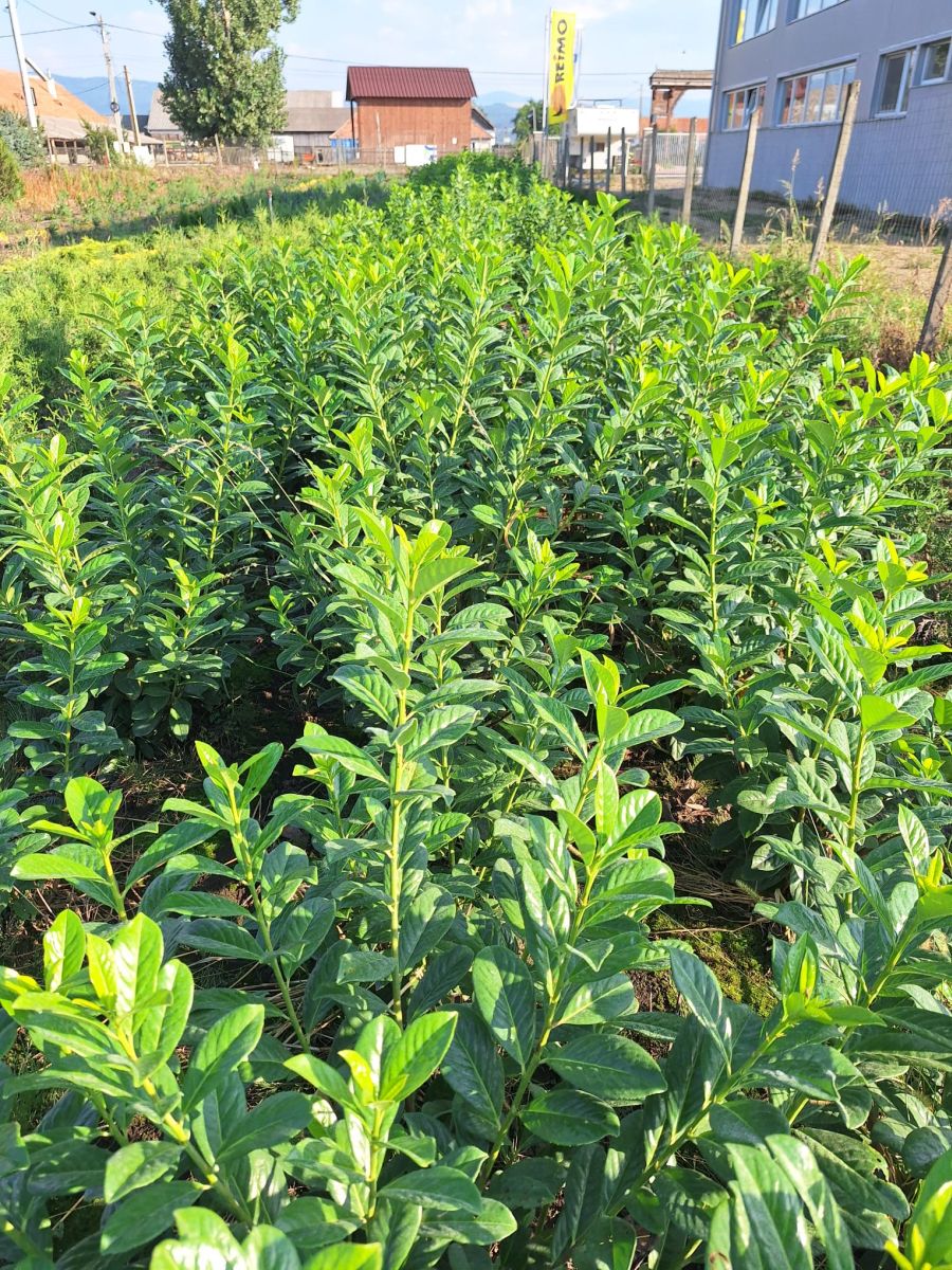 Laur englezesc (Prunus Laurocerasus Novita)