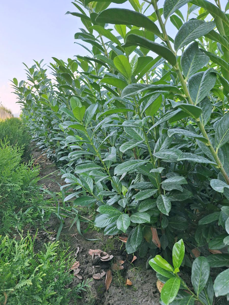 Laur englezesc (Prunus Laurocerasus Novita)