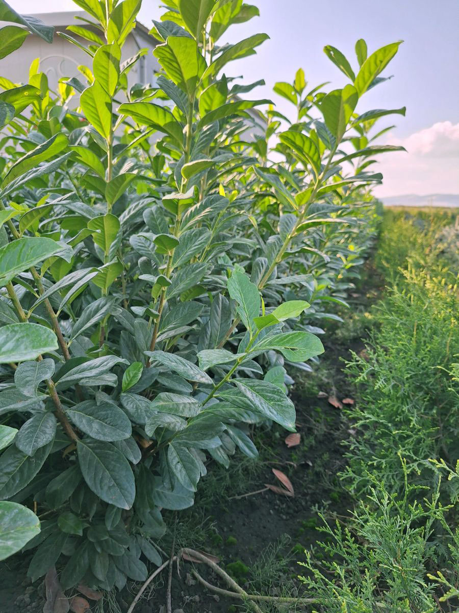 Laur englezesc (Prunus Laurocerasus Novita)