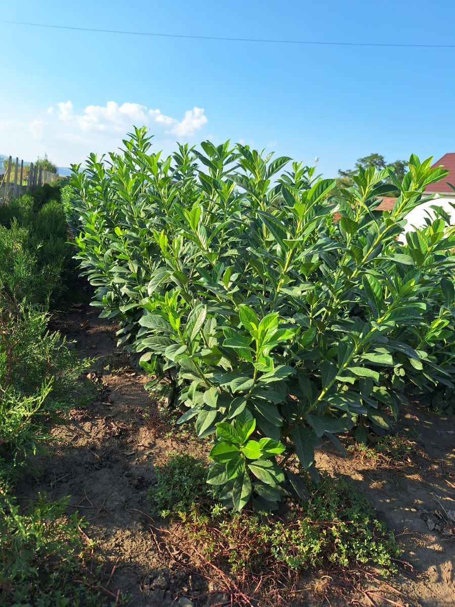 Laur englezesc (Prunus Laurocerasus Novita)