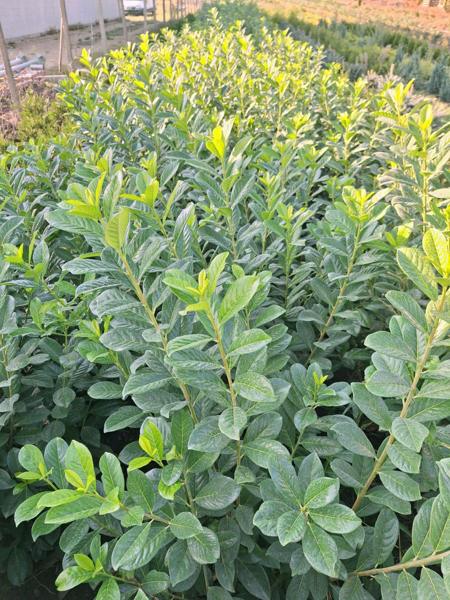 Laur englezesc (Prunus Laurocerasus Novita)