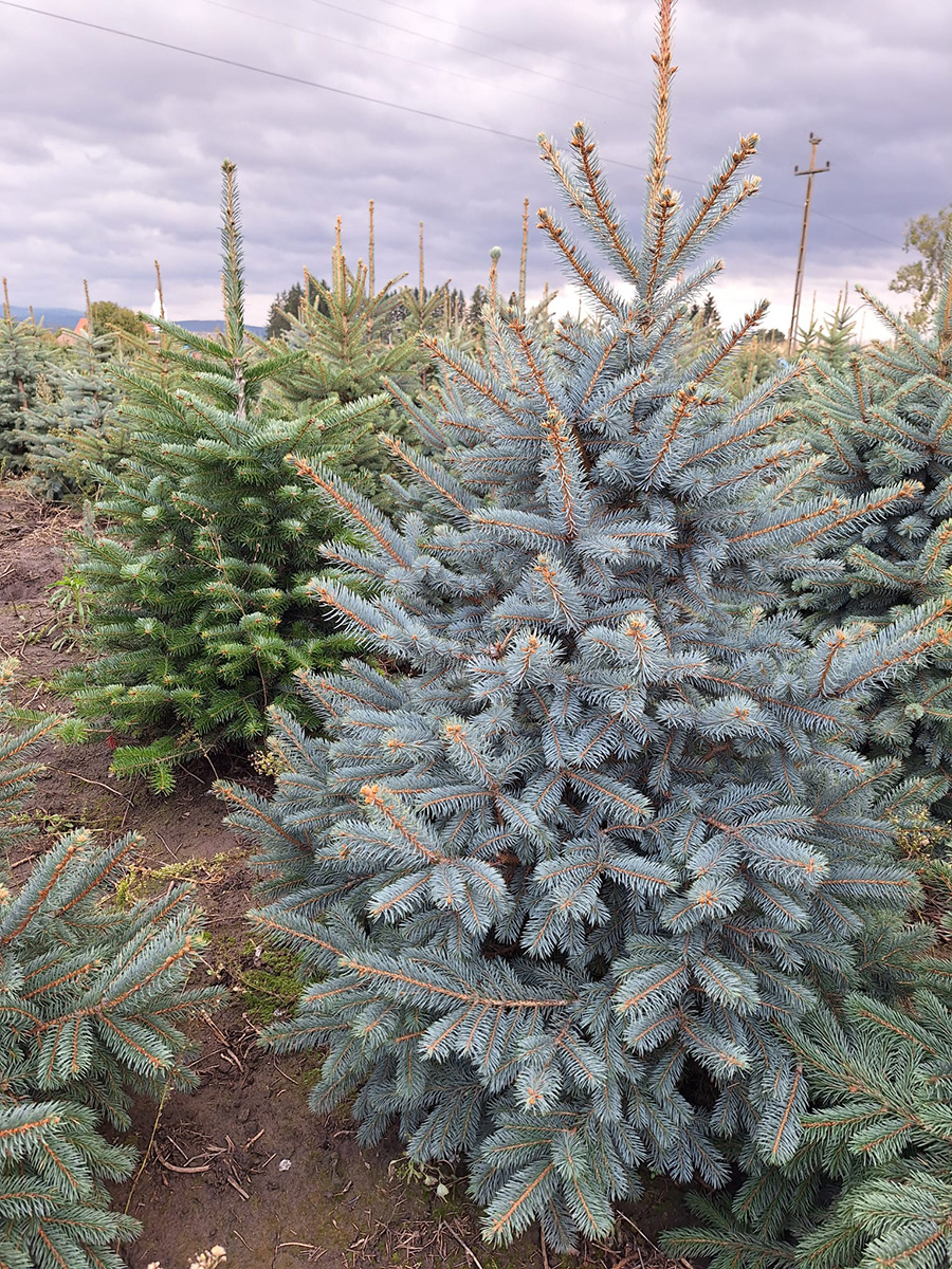 Bradul argintiu (Picea Pungens Kaibab)
