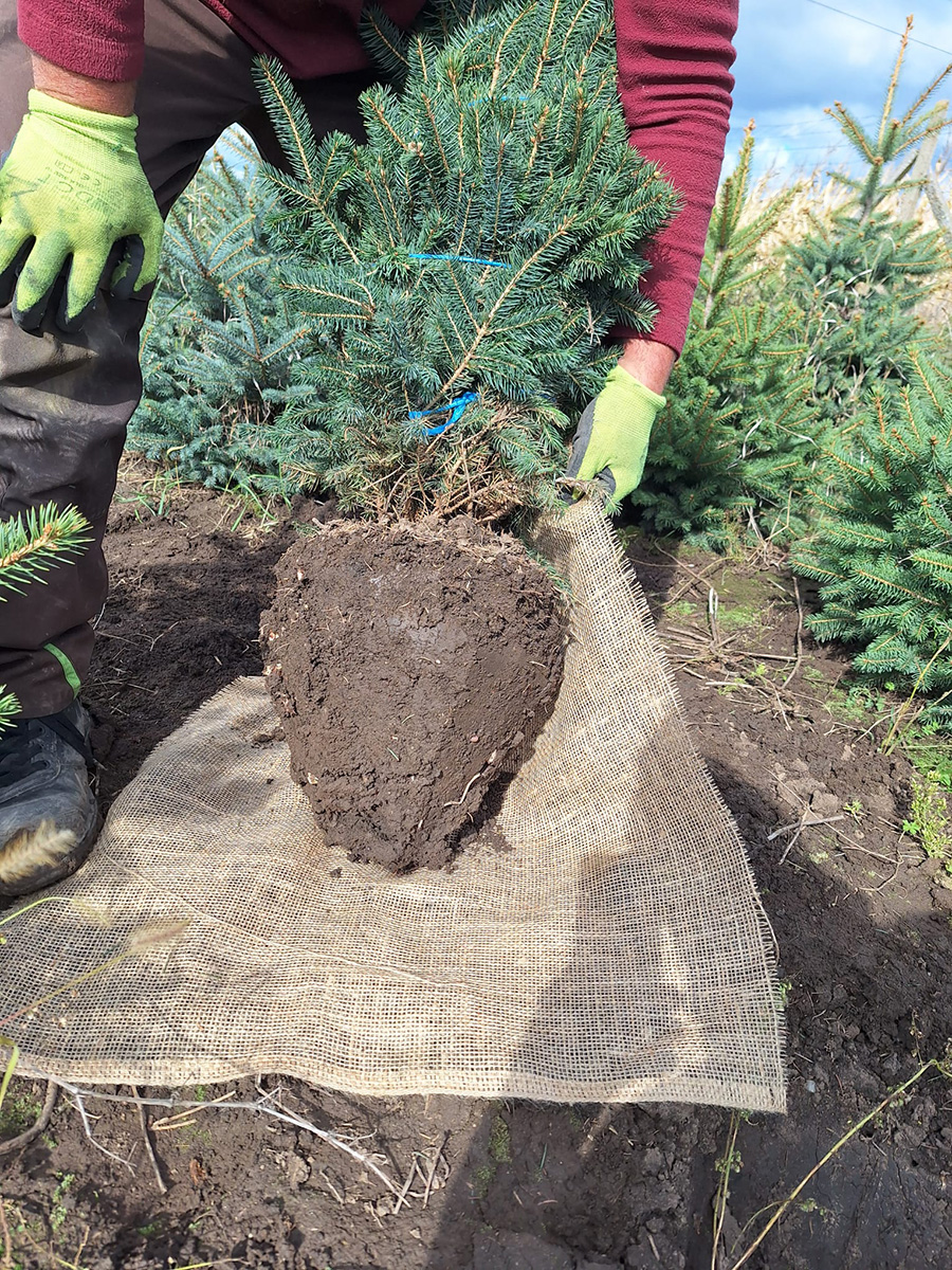 Bradul argintiu (Picea Pungens Kaibab)