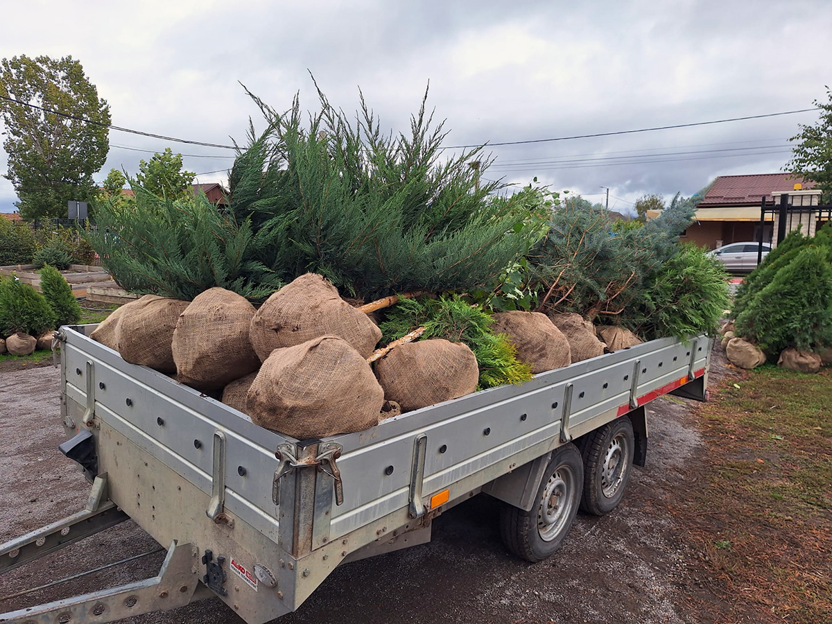 Ienupăr tărător (Juniperus horizontalis)