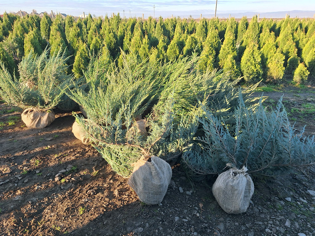 Ienupăr tărător (Juniperus horizontalis)