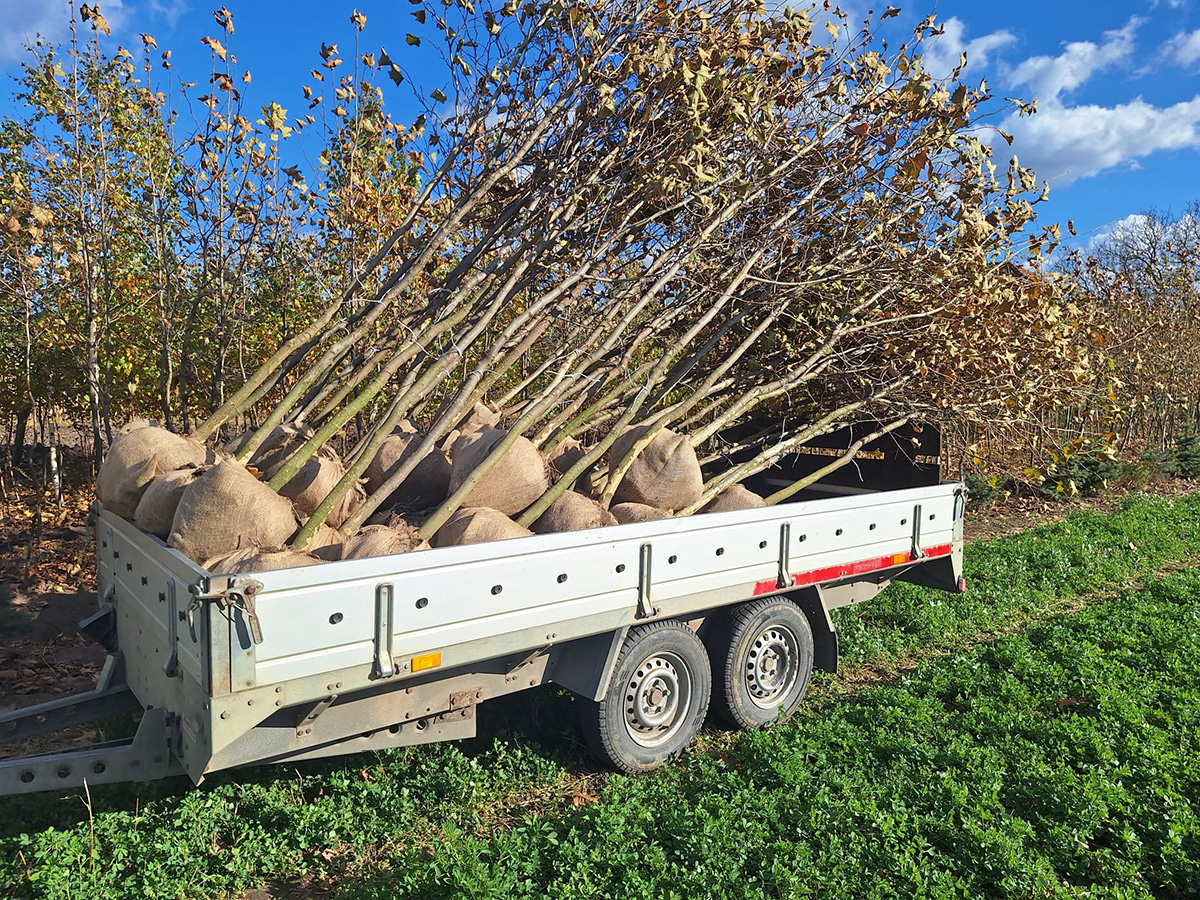 Platan (Platanus acerifolia)