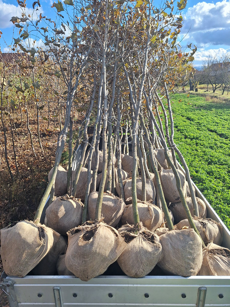 Platan (Platanus acerifolia)