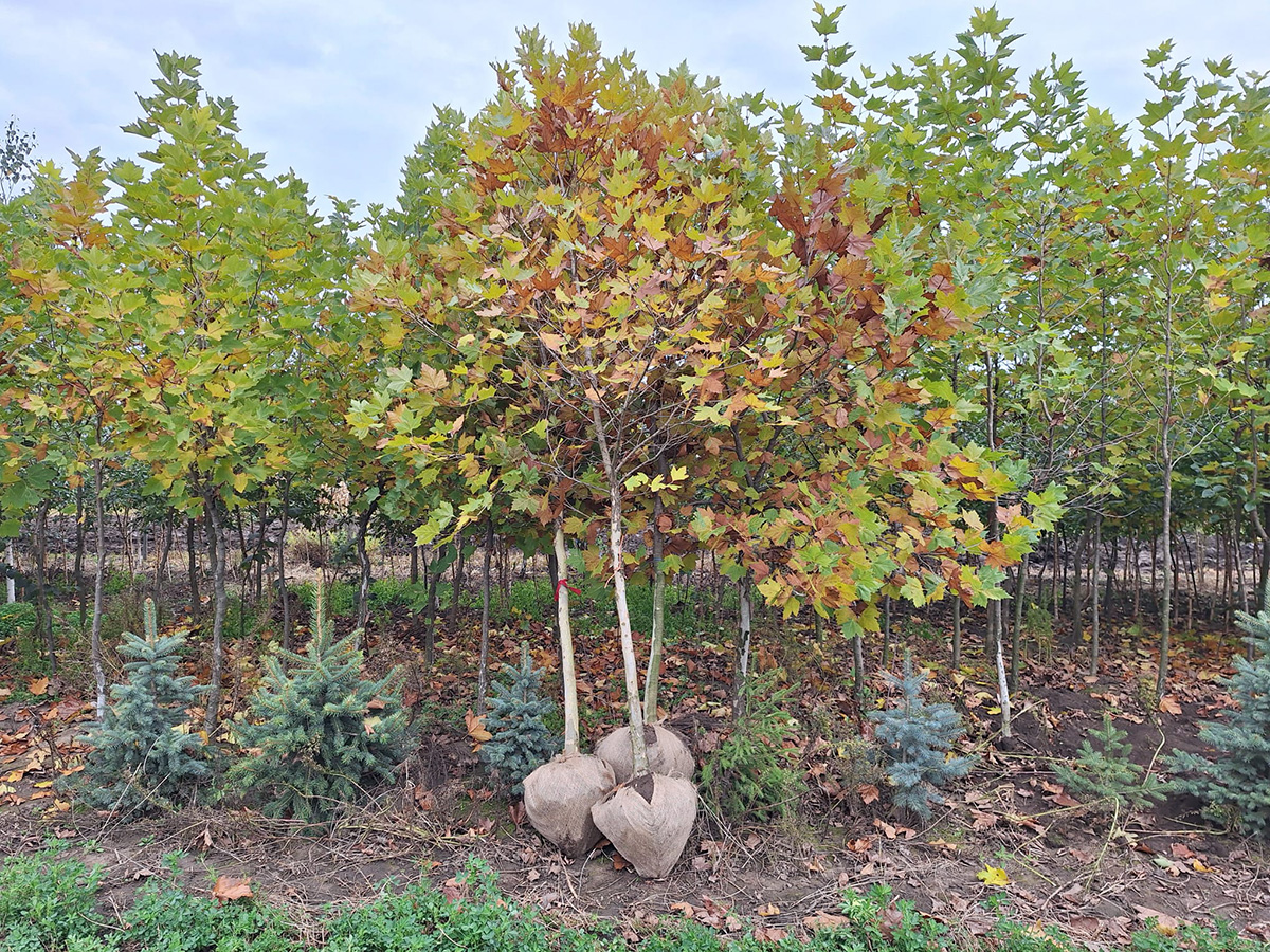 Platan (Platanus acerifolia)