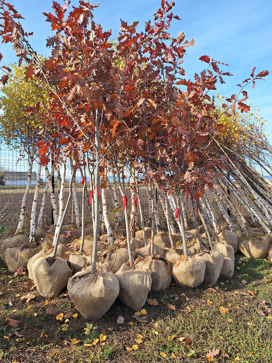 Vörös Tölgy (Quercus rubra)
