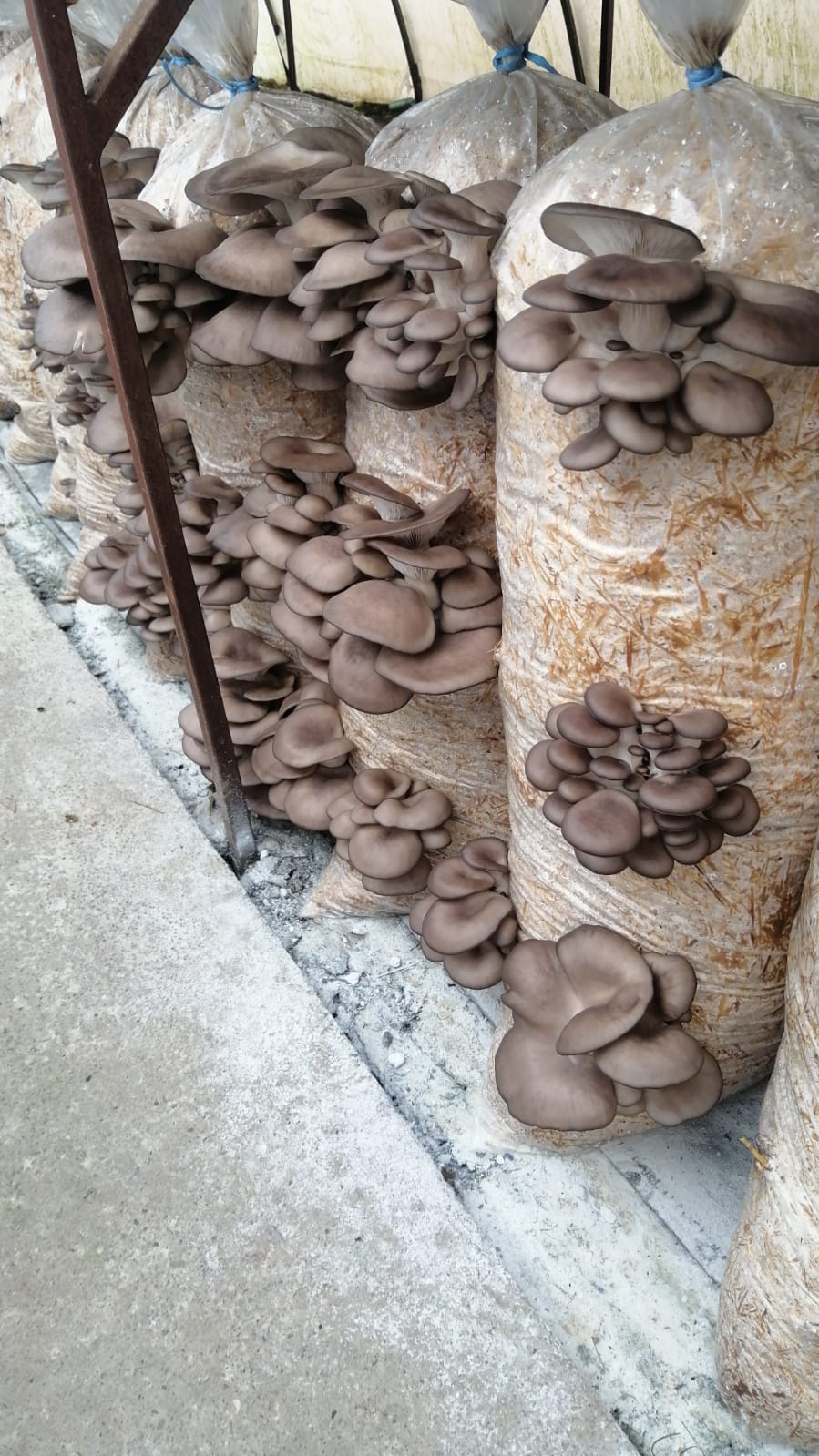 Saci de Ciuperci Pleurotus Comanesti