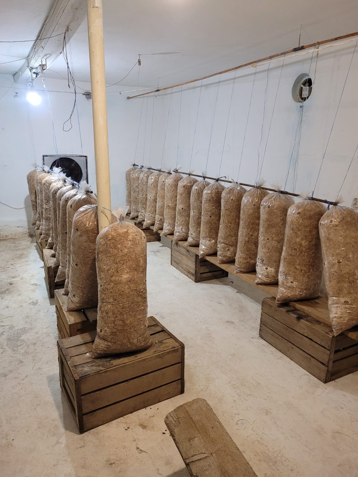 Saci de Ciuperci Pleurotus Curtea de Arges 1