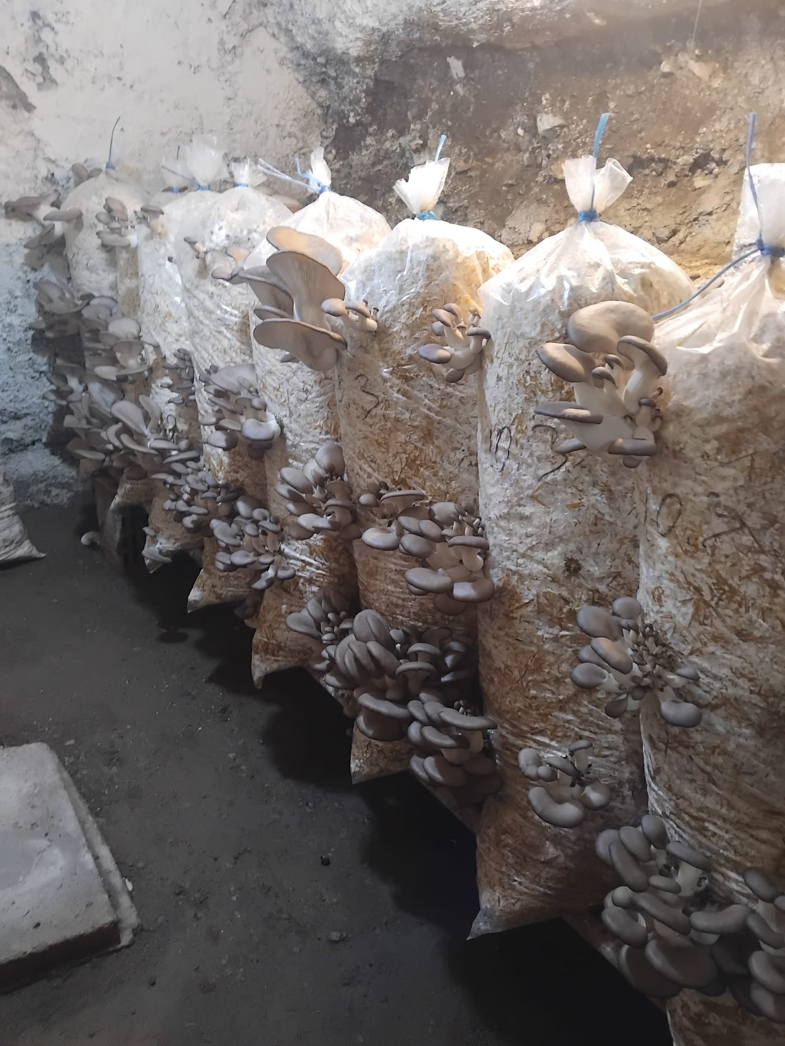 Saci de Ciuperci Pleurotus Ghimbav 8