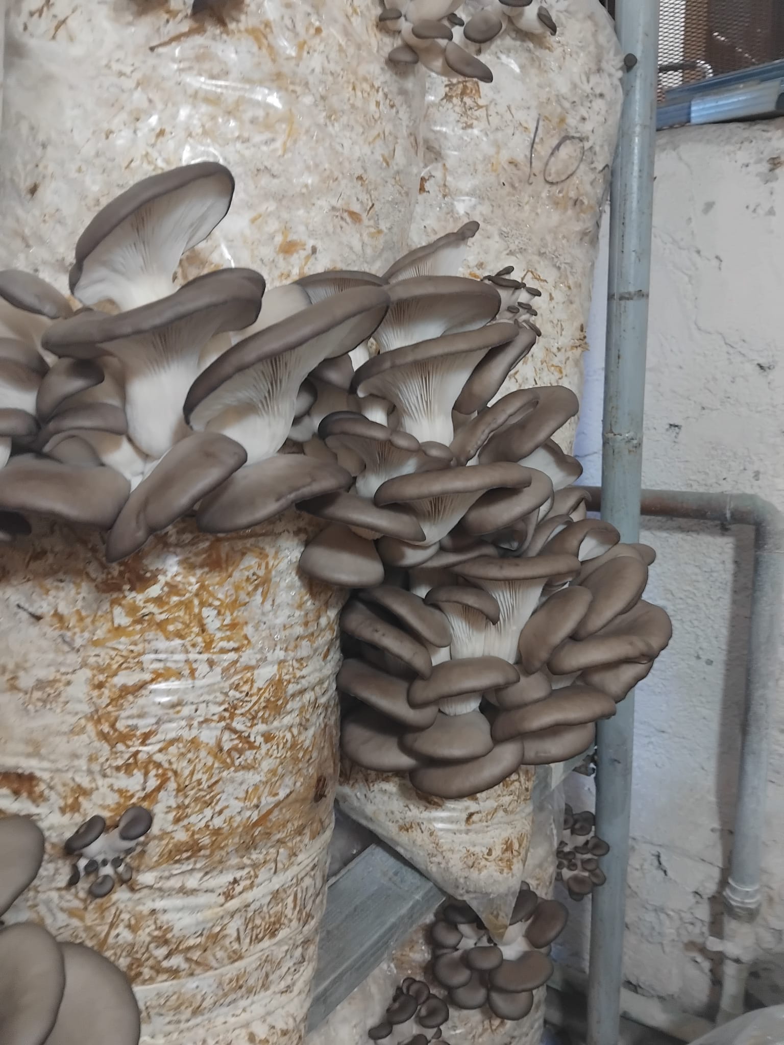 Saci de Ciuperci Pleurotus Ghimbav 8