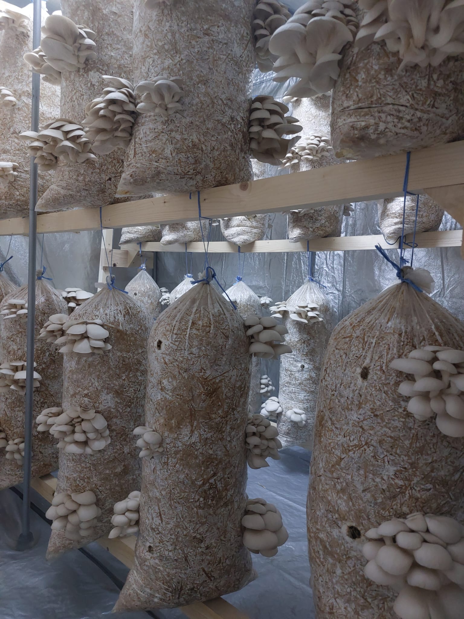 Saci de Ciuperci Pleurotus Jidvei 1