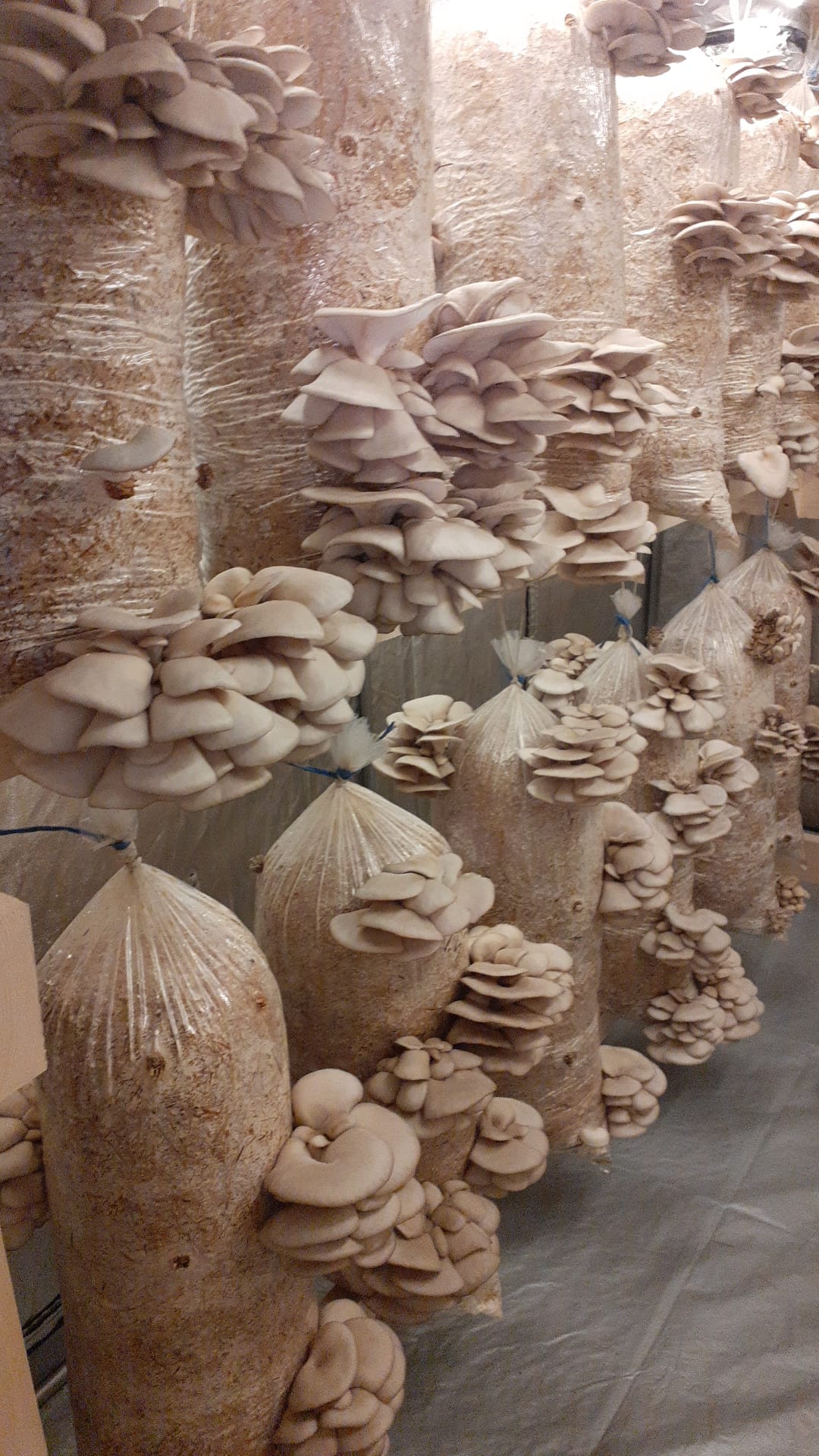 Saci de Ciuperci Pleurotus Jidvei 1
