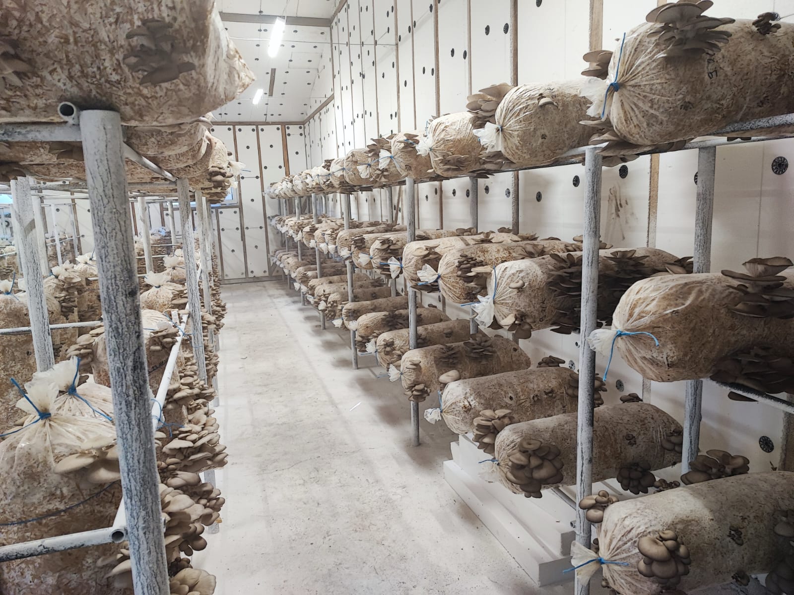 Saci de Ciuperci Pleurotus Pitulicea