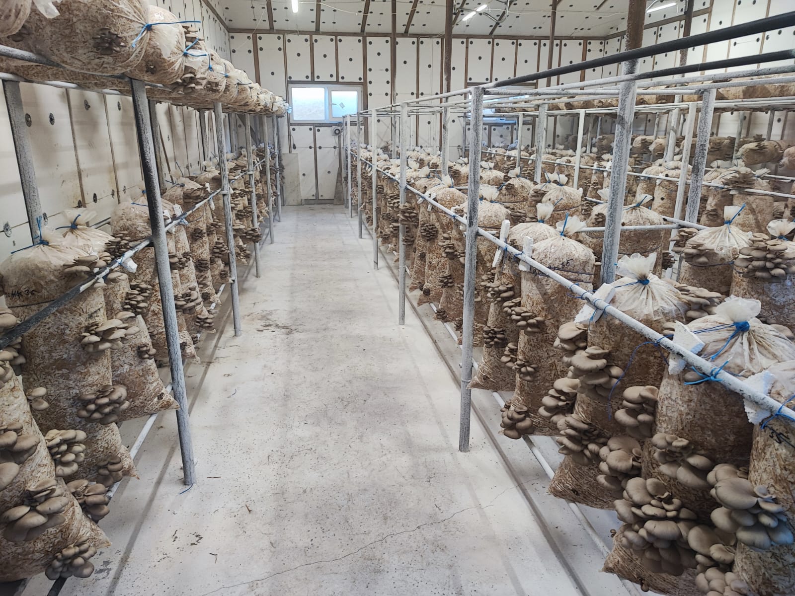 Saci de Ciuperci Pleurotus Pitulicea