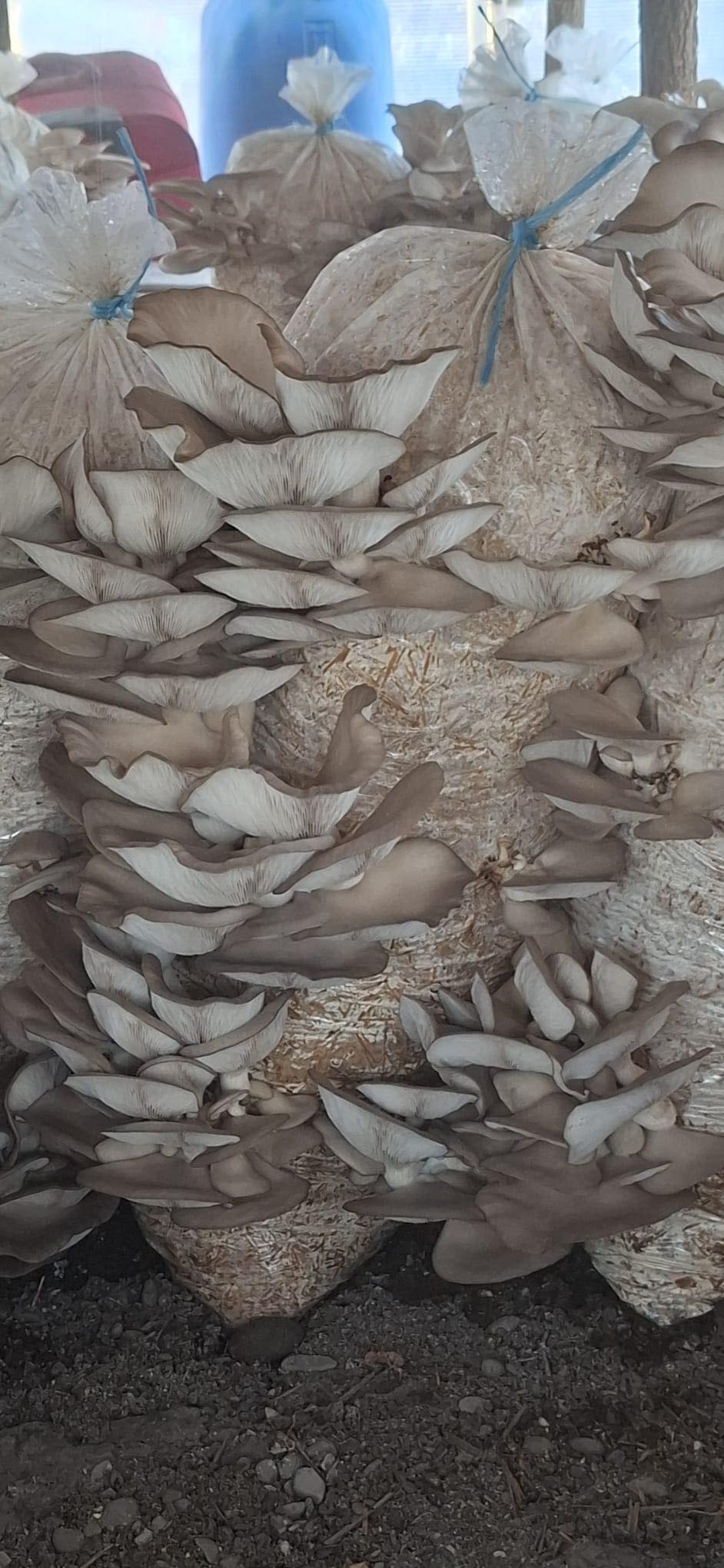 Saci de Ciuperci Pleurotus Ploiesti