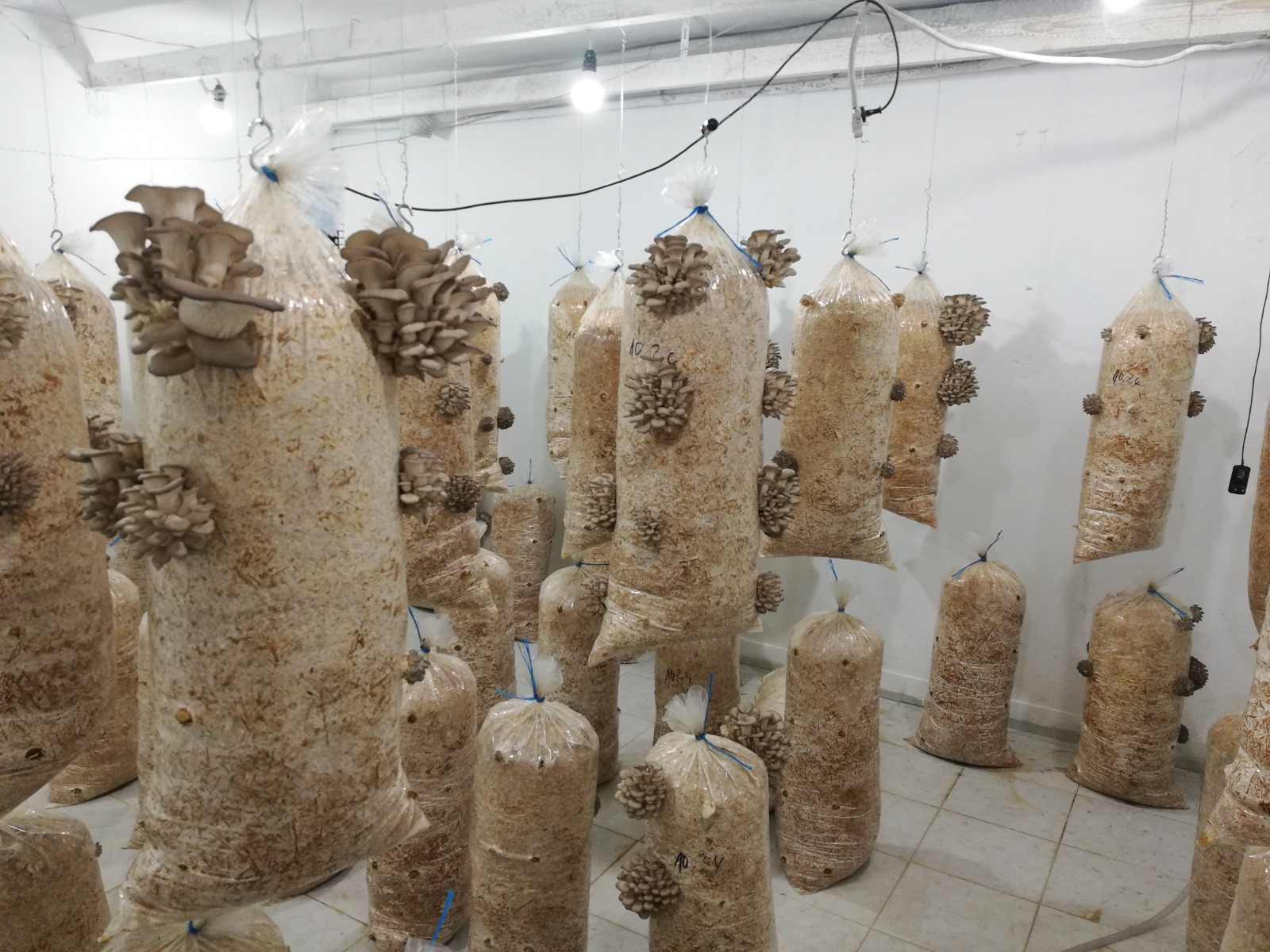 Saci de Ciuperci Pleurotus Rasnov 3