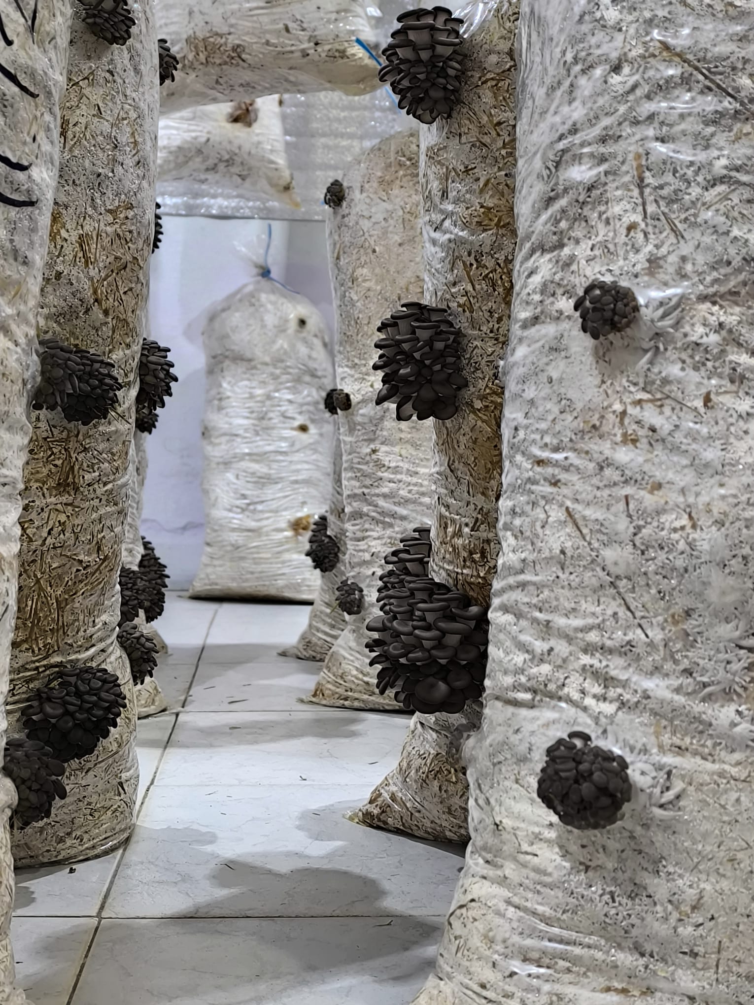 Saci de Ciuperci Pleurotus Rasnov 3