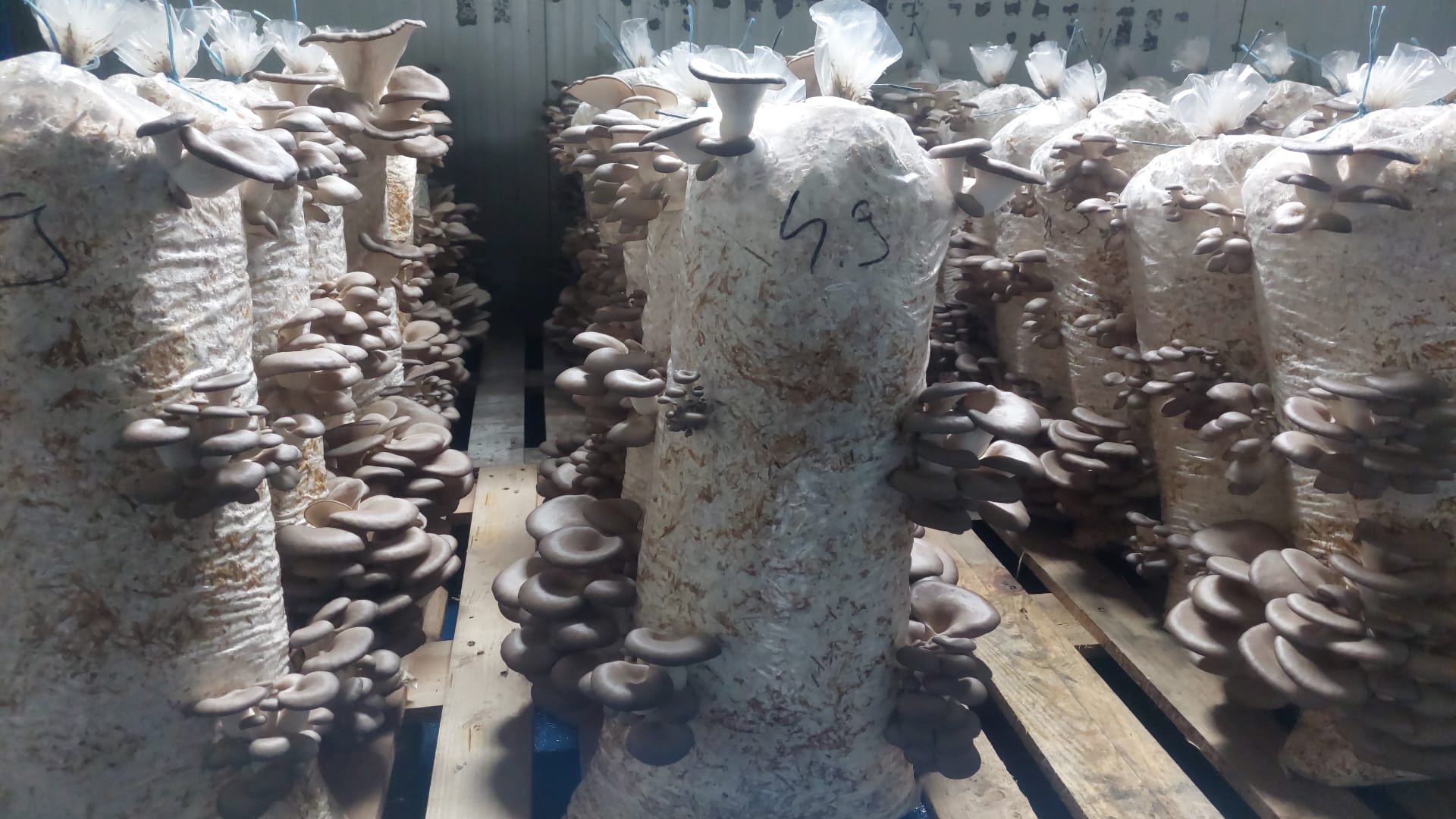 Saci de Ciuperci Pleurotus Slatina 2