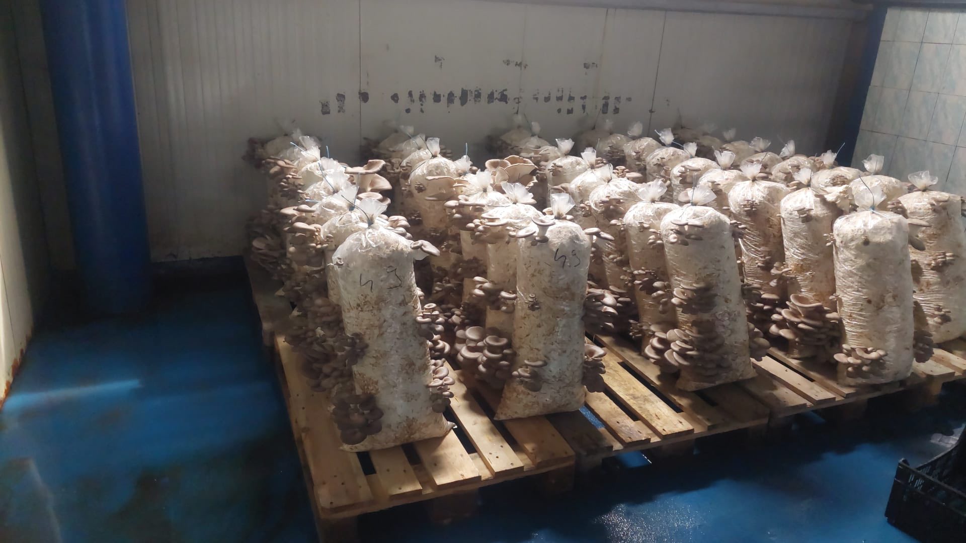 Saci de Ciuperci Pleurotus Slatina 2