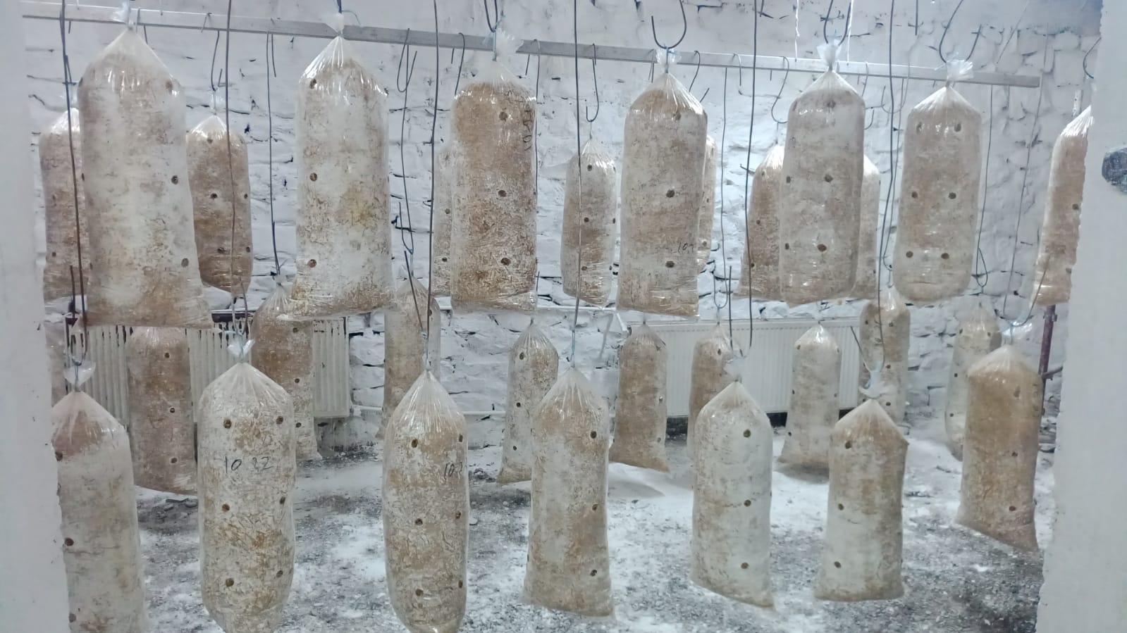 Saci de Ciuperci Pleurotus Targu Neamt (1)