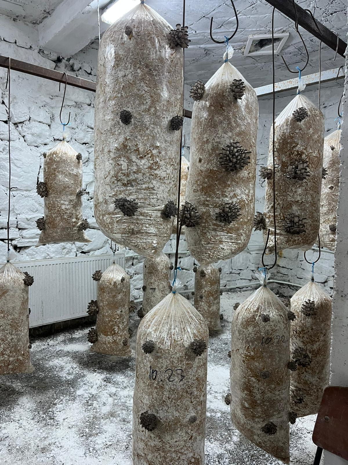 Saci de Ciuperci Pleurotus Targu Neamt (2