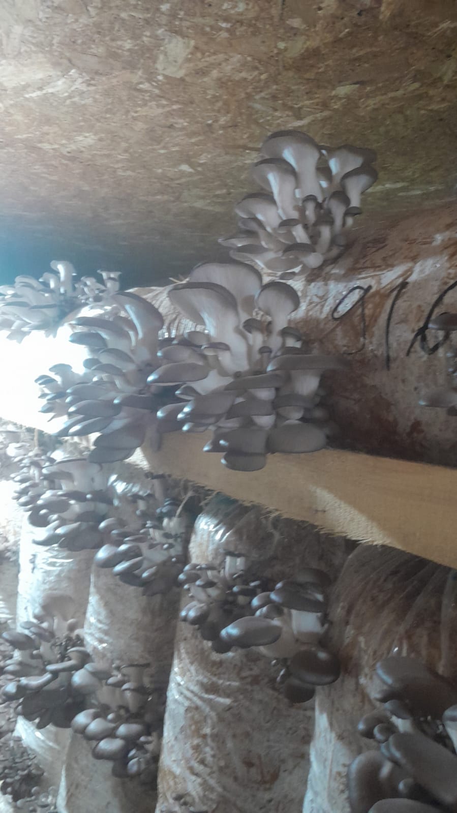 Saci de Ciuperci Pleurotus Vaslui 2