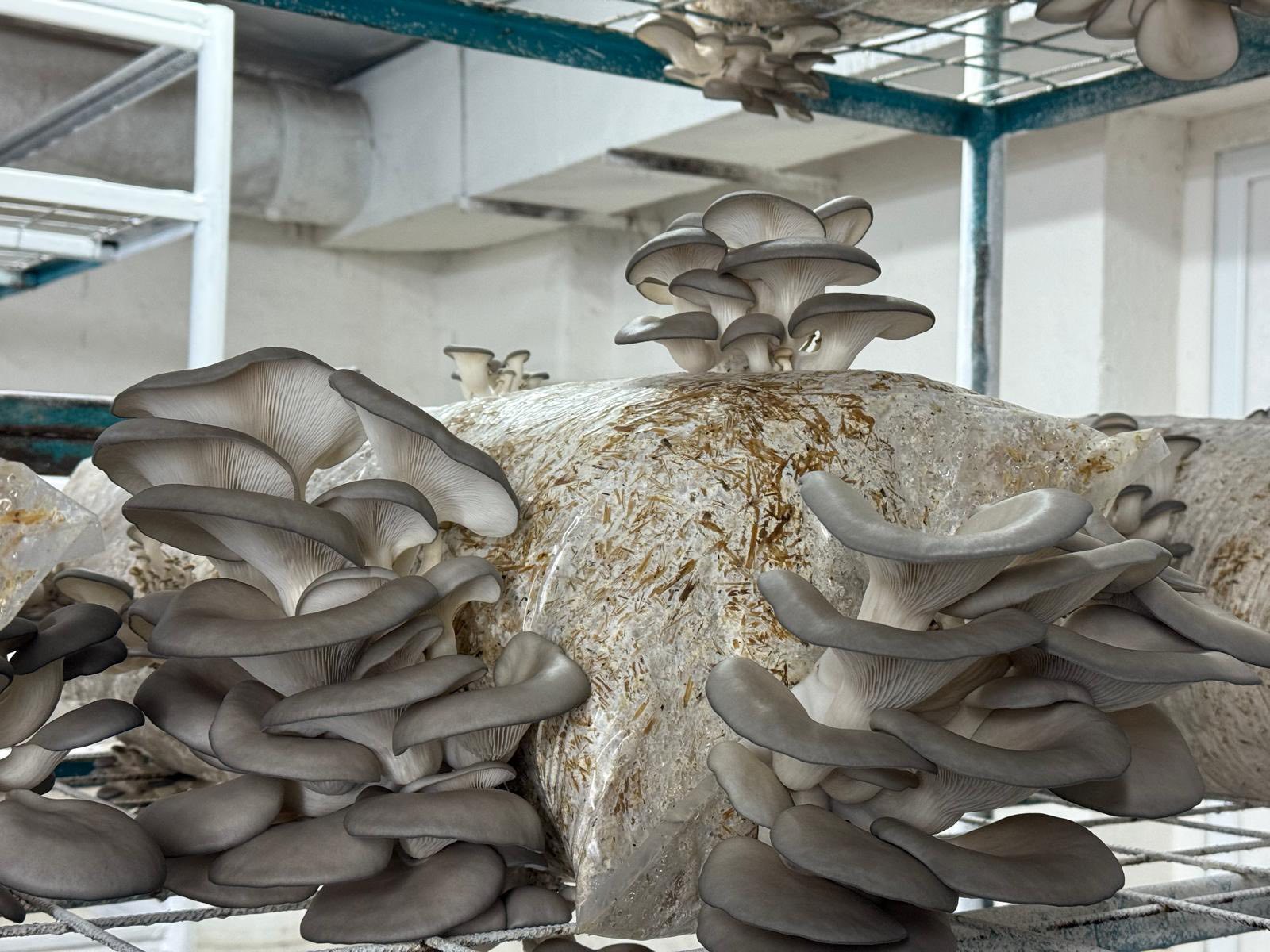 Saci de Ciuperci pleurotus 2